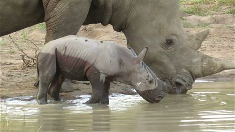 Baby Rhino and Mother Share Sweet Moments in Rare Safari Sighting - YouTube