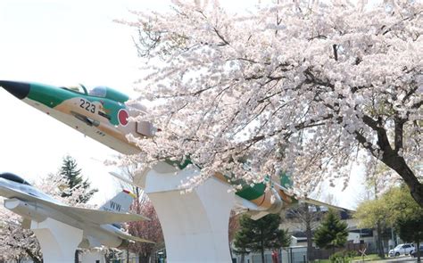 VIDEO| Cherry blossoms herald spring’s peak in Misawa | Stripes Japan