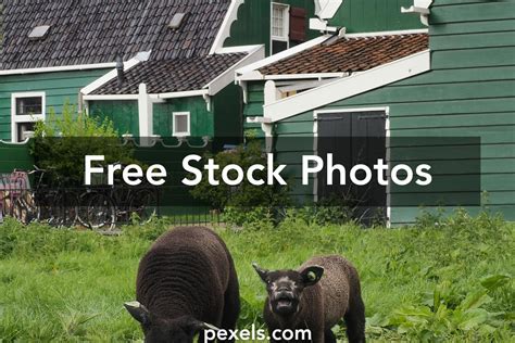 Texel Sheep Photos, Download The BEST Free Texel Sheep Stock Photos ...