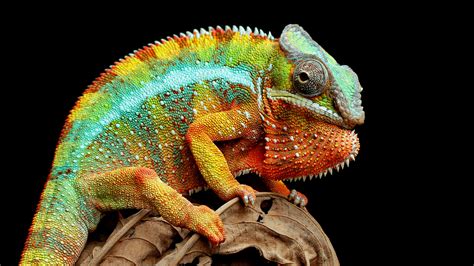 How Big Do Chameleons Get? | MyPetCareJoy