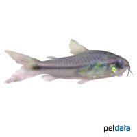 Pygmy Cory (Corydoras pygmaeus) - Pet Wiki