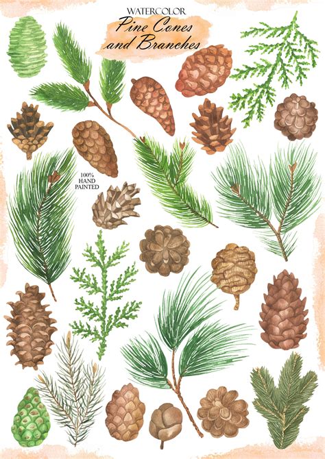 Pine Cones Watercolor Clip Art, Pine Branches Clipart, Christmas Greenery Clipart, Hand Painted ...