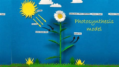 Project make a model of photosynthesis 246122 - Gambarsaertj