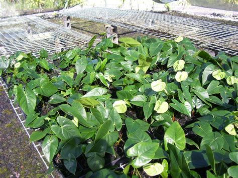 anthurium propagation | Anthurium Hawaii : Anthurium Hawaii