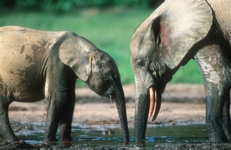 Protect Endangered Species - GlobalGiving