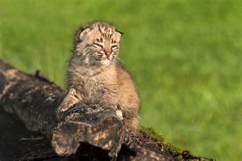 4K, 5K, Lynx, Cubs, Two, HD Wallpaper | Rare Gallery