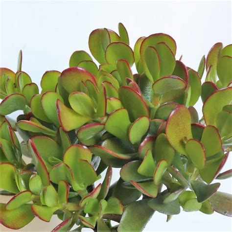 Crassula Ovata green