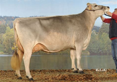 brownswiss - Google Search | Show cattle, Dairy cows, Cattle