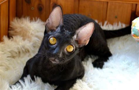 Cornish Rex Cat Personality and Behavior