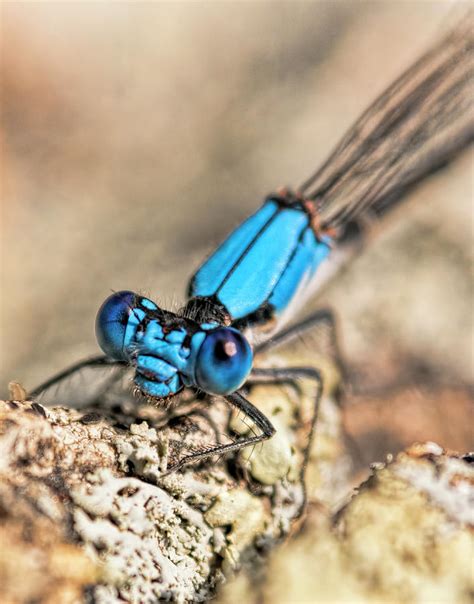 Dragonfly Close-up Photograph by Francis Sullivan