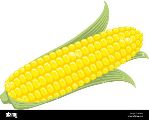 Corn on the Cob Sweetcorn with leaves illustration Stock Vector Image ...