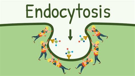 Endocytosis And Exocytosis Animation