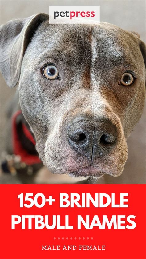 Top Brindle Pitbull Names: 150+ Dog Names for a Brindle Pitbull