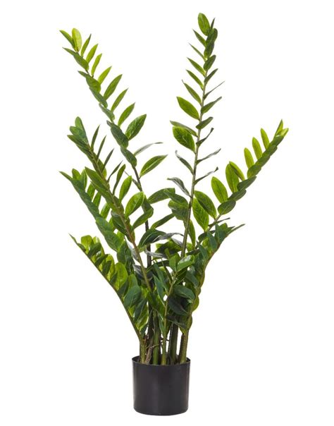 Zanzibar Gem | Indoor Plants | 110cm | The Pot Project