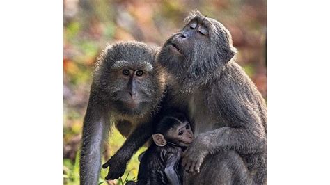 Tracking macaques in the Great Nicobar Island | Mint Lounge