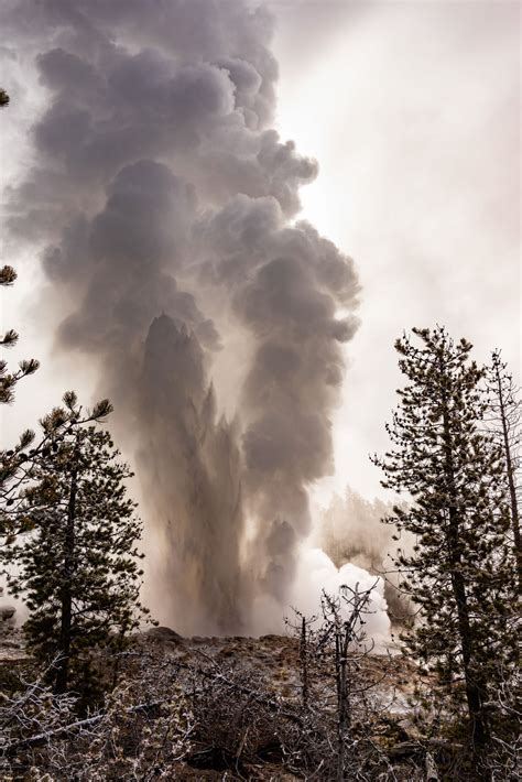 Yellowstone Geyser's Drought Struggle Unveiled by Petrified Trees ...