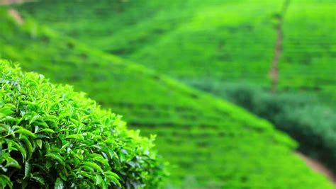 Sri Lanka Tea Garden And Green Mountains In Nuwara Eliya Stock Footage ...