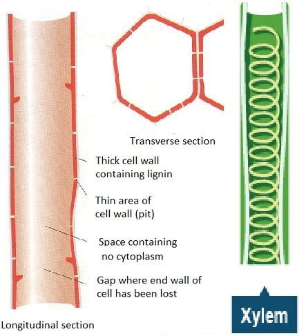 #59 Transport in plants - functions of xylem and phloem | Biology Notes for IGCSE 2014