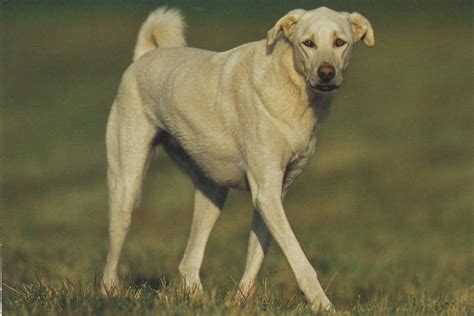 The Akbash - Ultimate Breed Information Guide | Your Dog Advisor