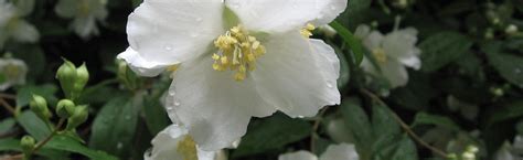 Philadelphus lewisii: Mock Orange | Portland Nursery