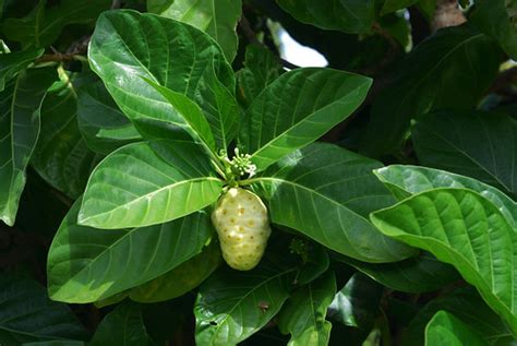 Morinda citrifolia | Common name: Noni Polynesian introducti… | Flickr