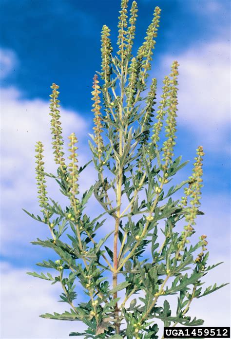 common ragweed (Ambrosia artemisiifolia)