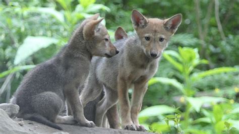 Newborn Red Wolves: 10 Born in New York for Endangered Species