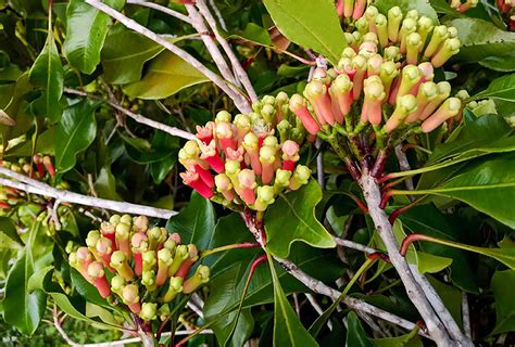 How to Grow and Care for Clove Trees