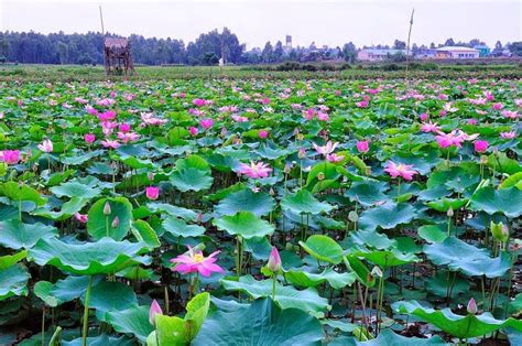 Flower by Season and Region in Vietnam – Travel information for Vietnam from local experts