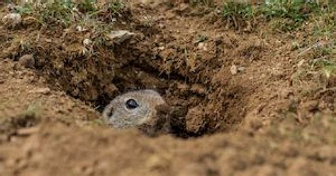 Gopher Removal- Is Your Yard Full of Gopher Holes? | Phoenix