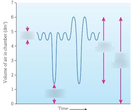 3.1 lung volume graph Diagram | Quizlet