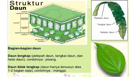 Gambar Struktur Daun Monokotil – pulp