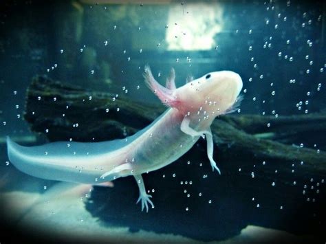 Pin by Bria Teag on Axolotls | Axolotl tank, Axolotl, Cute animals