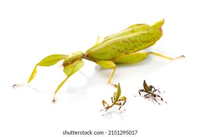 693 Baby Stick Insect Images, Stock Photos & Vectors | Shutterstock