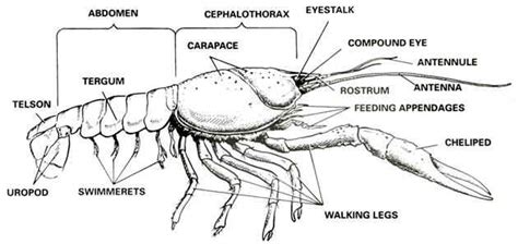 Crayfish dissection