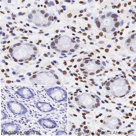 HRP Anti-Histone H4 antibody [mAbcam 31830] (ab197517) | Abcam