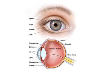 Pupil Eye Assessment Chart | Perrla Eyes