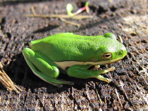 10 Interesting Facts About American Green Tree Frogs