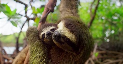 This Pygmy Three-Toed Sloth Is Determined To Find His Mate | The ...