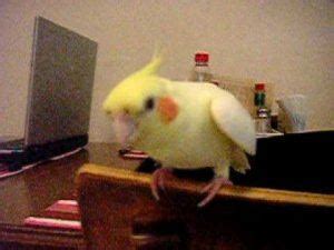 Cockatiel Names : Adorable Cockatiel Names With Meanings - Pet Care Stores