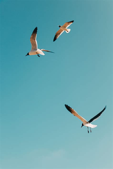 1920x1080px, 1080P free download | white and black birds flying under blue sky during daytime ...