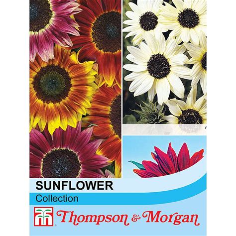 Sunflower Collection seeds | Thompson & Morgan