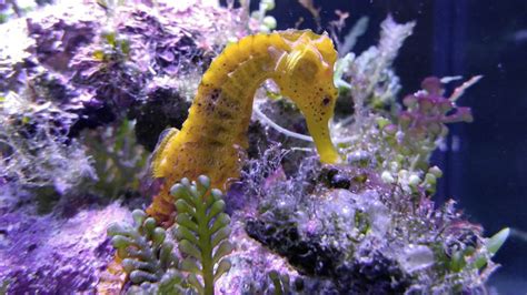 Mga Katotohanan ng Seahorse: Habitat, Gawi, Diet