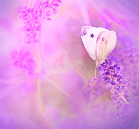 Butterfly on lavender stock photo. Image of flying, beautiful - 36801128