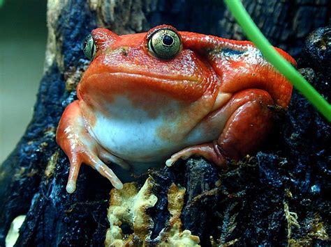 FileGets: 7art Croaking Frogs ScreenSaver Screenshot - Magnificent Frogs croaking in the bogs ...