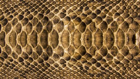 Snake skin wallpapers and images - wallpapers, pictures, photos