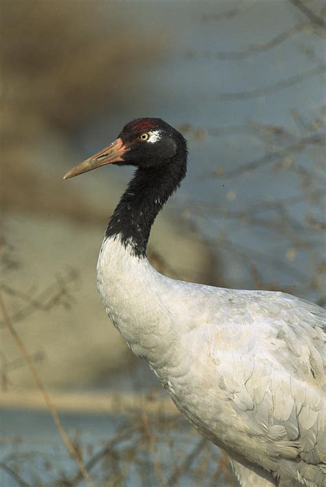 Black-necked Crane Grus Nigricollis Photograph by Konrad Wothe - Fine Art America