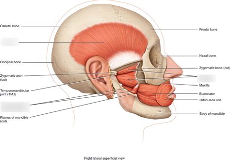 Muscles that move the mandible Diagram | Quizlet