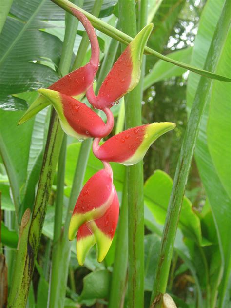 Hawaii flora and fauna photos by Shiyana Thenabadu