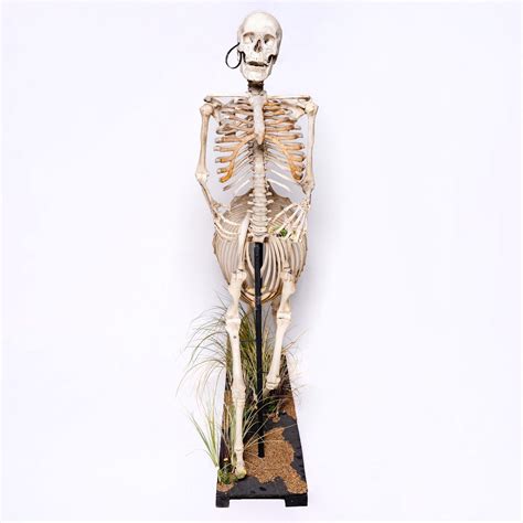 Real "Centaur" Skeleton — Skulls Unlimited International, Inc.